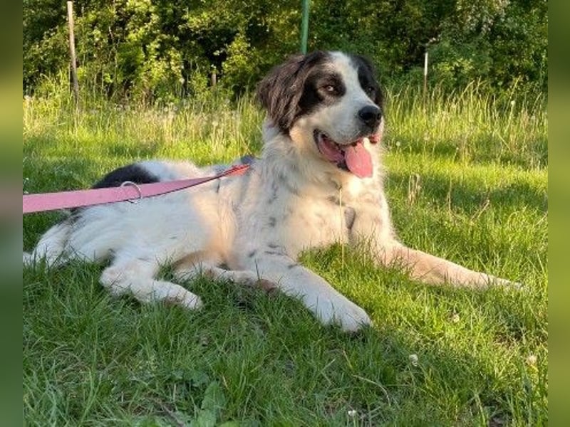 Liebenswerter Riese ARNO sucht sein Zuhause (auf PS in PLZ 64560)