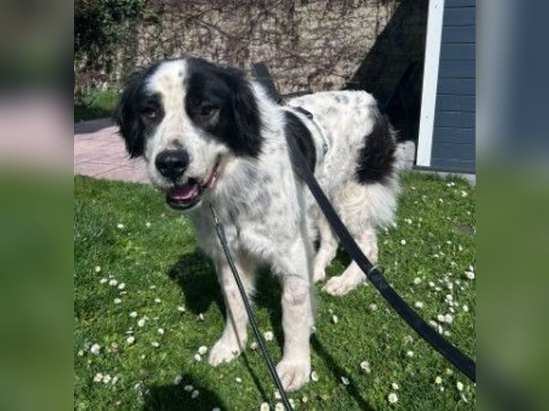 ARNO - liebenswerter Rüde sucht sein Für-Immer-Zuhause