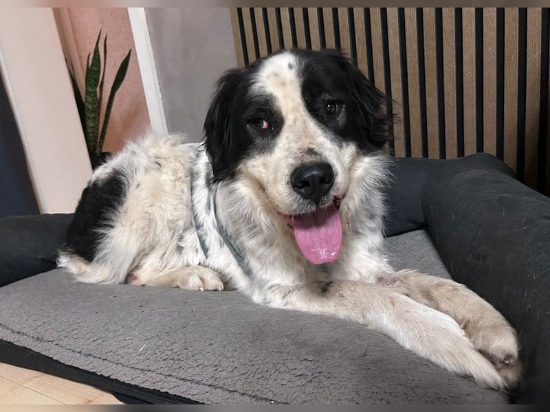 ARNO - liebenswerter Rüde sucht sein Für-Immer-Zuhause