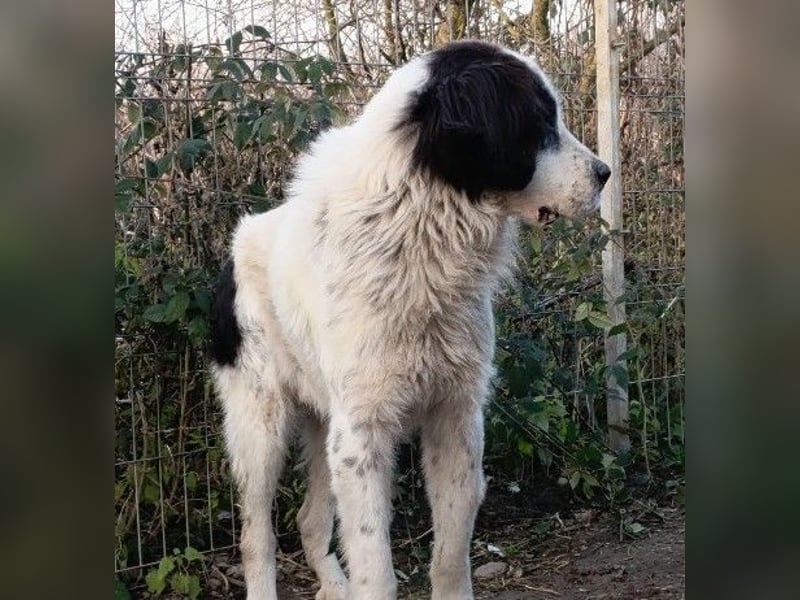 Arno - warmes Körbchen gesucht