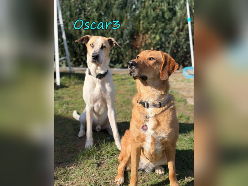 NOTFALL Oscar3 geb. 12/2020 (in Deutschland) - ausgeglichener Griechischer Herdenschutzhund Mix!