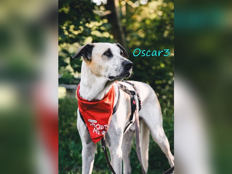 DRINGEND! Oscar3 geb. 12/2020 (in Deutschland) - ausgeglichener Griechischer Herdenschutzhund Mix!