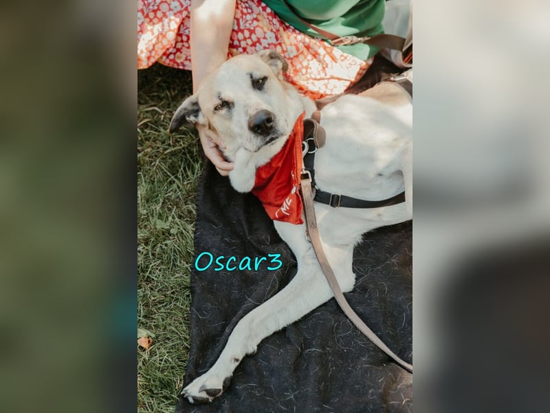 DRINGEND! Oscar3 geb. 12/2020 (in Deutschland) - ausgeglichener Griechischer Herdenschutzhund Mix!