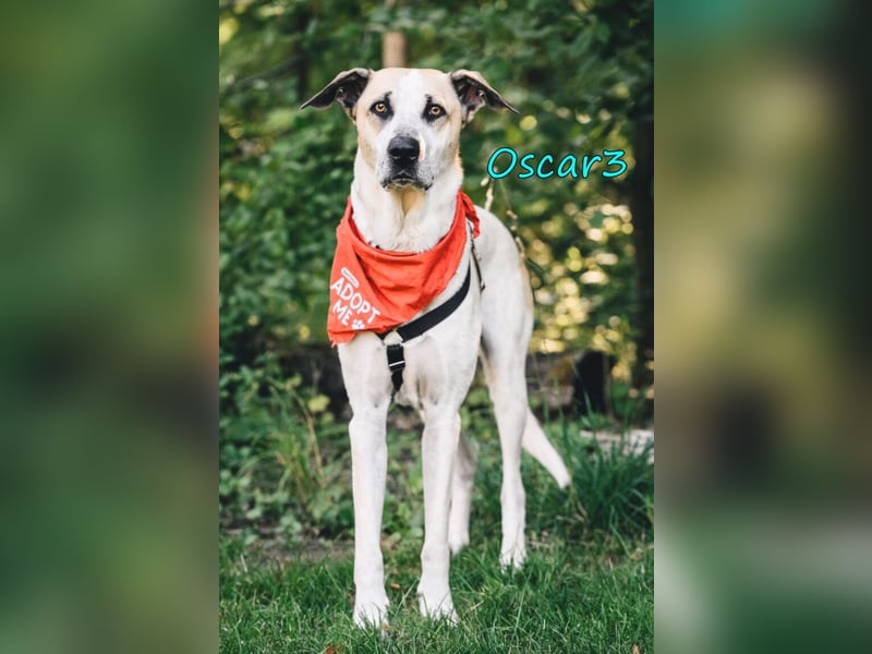 DRINGEND! Oscar3 geb. 12/2020 (in Deutschland) - ausgeglichener Griechischer Herdenschutzhund Mix!