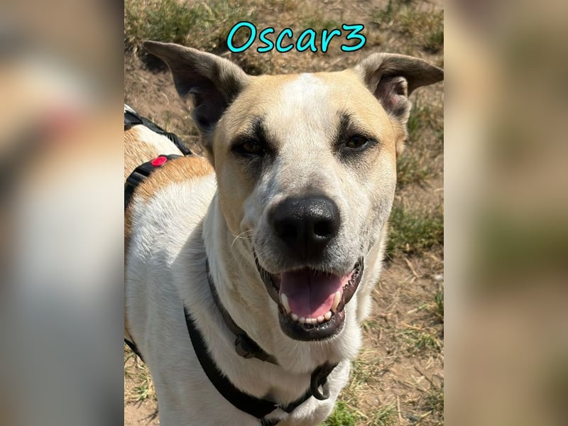 DRINGEND! Oscar3 geb. 12/2020 (in Deutschland) - ausgeglichener Griechischer Herdenschutzhund Mix!