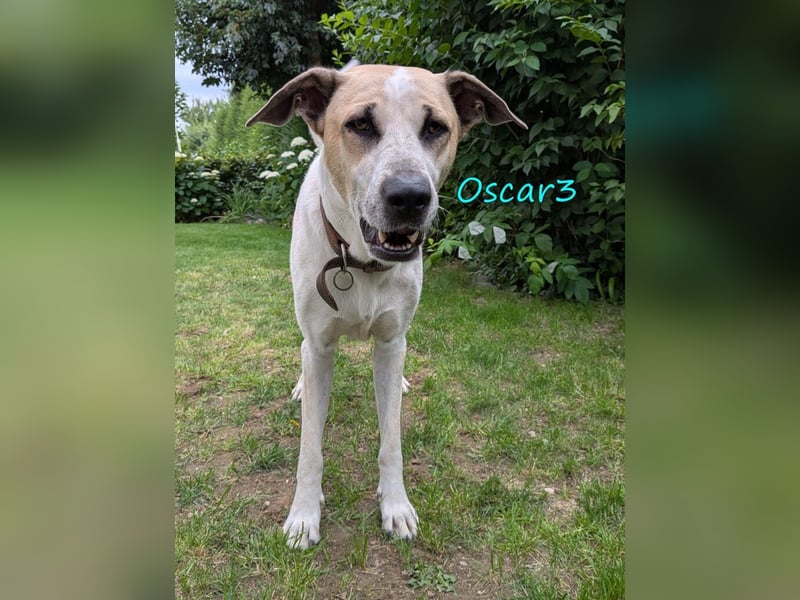DRINGEND! Oscar3 geb. 12/2020 (in Deutschland) - ausgeglichener Griechischer Herdenschutzhund Mix!