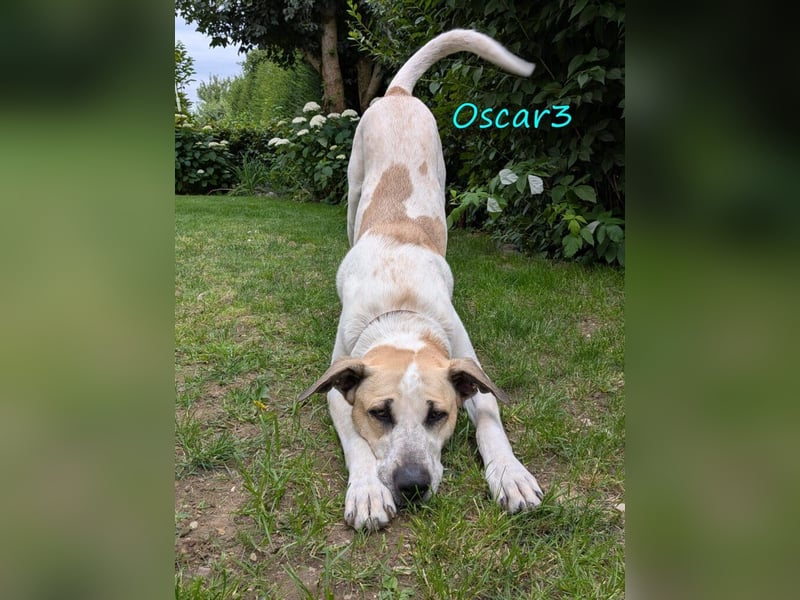 DRINGEND! Oscar3 geb. 12/2020 (in Deutschland) - ausgeglichener Griechischer Herdenschutzhund Mix!