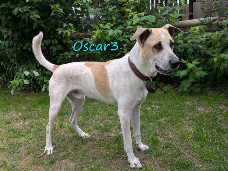 DRINGEND! Oscar3 geb. 12/2020 (in Deutschland) - ausgeglichener Griechischer Herdenschutzhund Mix!