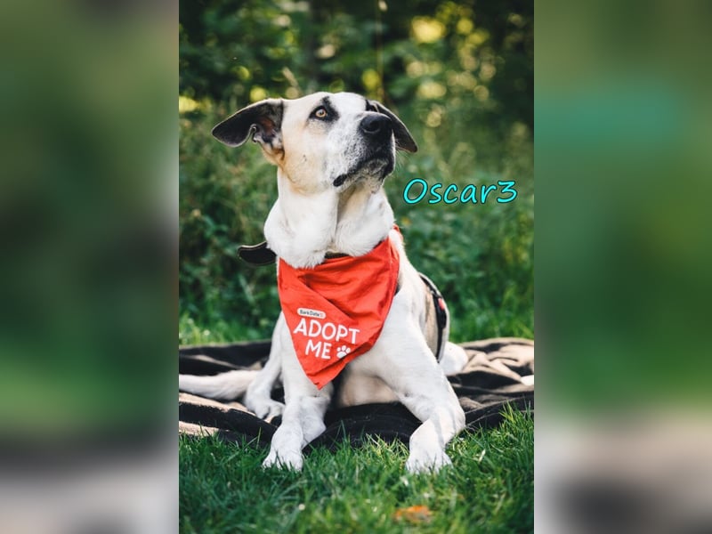 DRINGEND! Oscar3 geb. 12/2020 (in Deutschland) - ausgeglichener Griechischer Herdenschutzhund Mix!