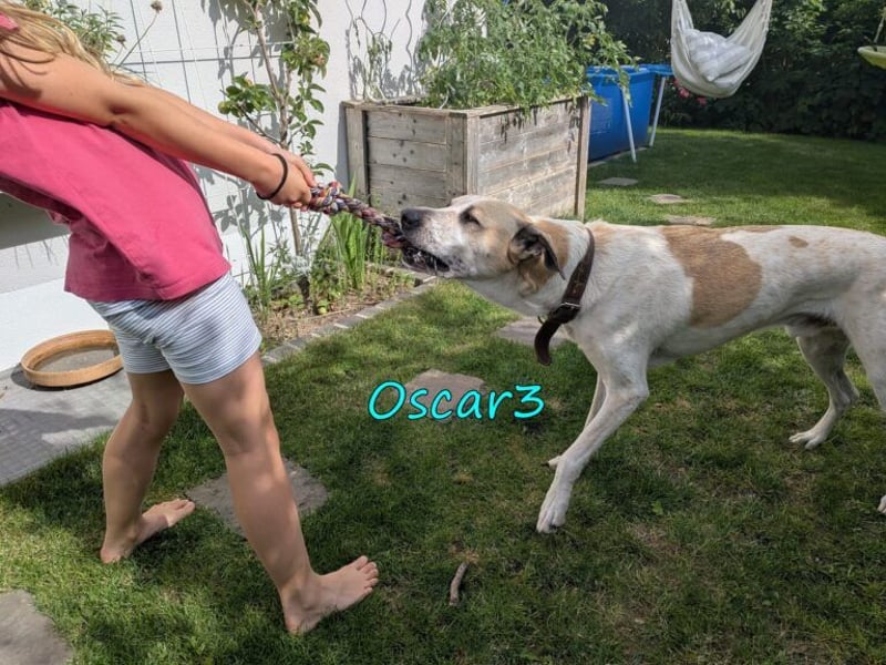 DRINGEND! Oscar3 geb. 12/2020 (in Deutschland) - ausgeglichener Griechischer Herdenschutzhund Mix!