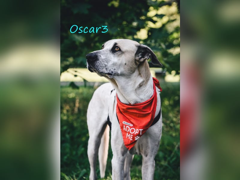 DRINGEND! Oscar3 geb. 12/2020 (in Deutschland) - ausgeglichener Griechischer Herdenschutzhund Mix!