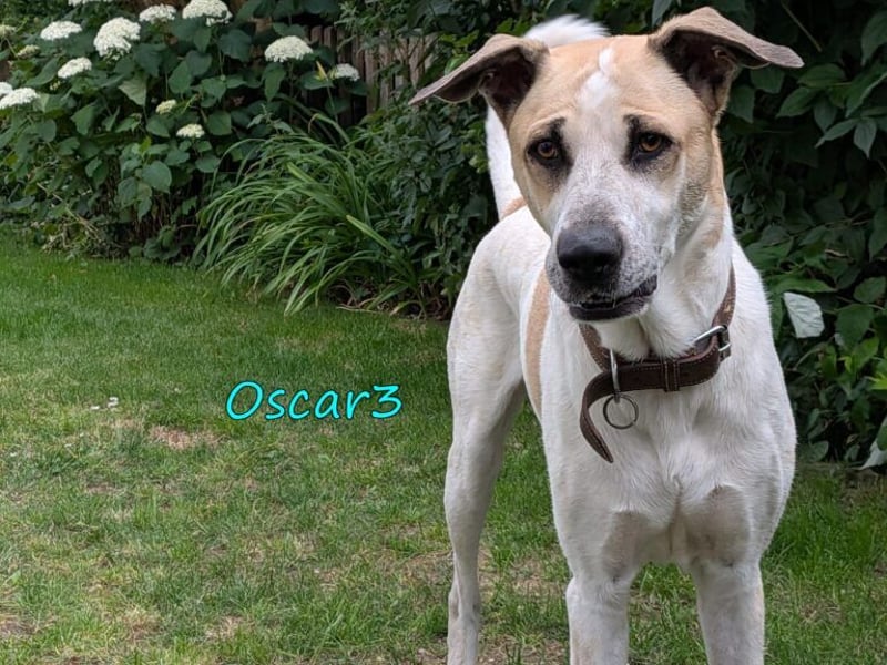 DRINGEND! Oscar3 geb. 12/2020 (in Deutschland) - ausgeglichener Griechischer Herdenschutzhund Mix!