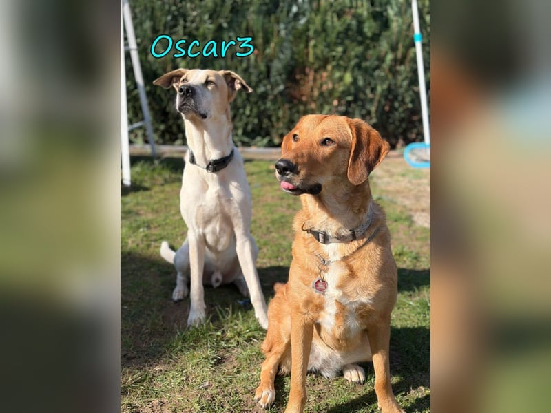 NOTFALL Oscar3 geb. 12/2020 (in Deutschland) - ausgeglichener Griechischer Herdenschutzhund Mix!