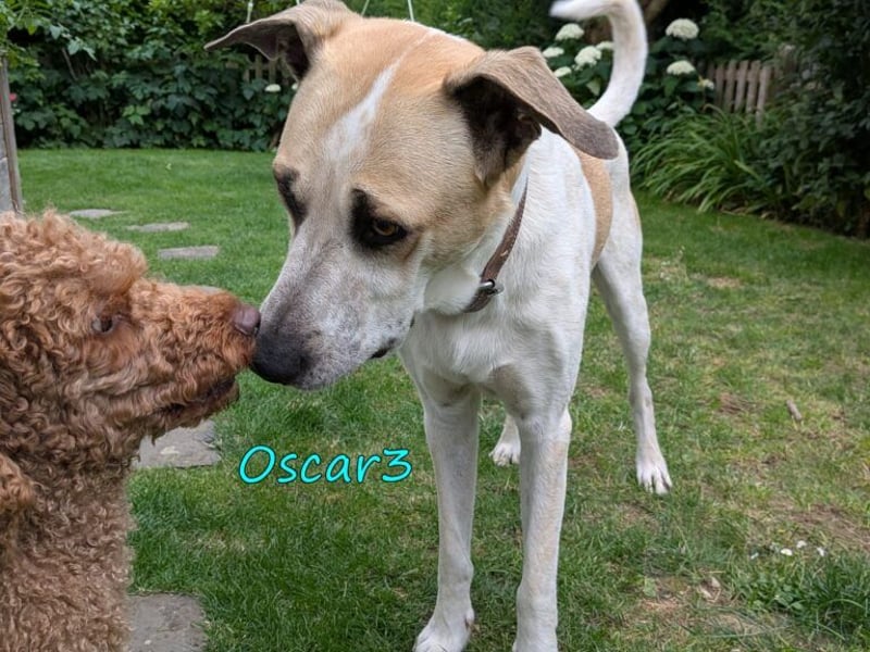 DRINGEND! Oscar3 geb. 12/2020 (in Deutschland) - ausgeglichener Griechischer Herdenschutzhund Mix!