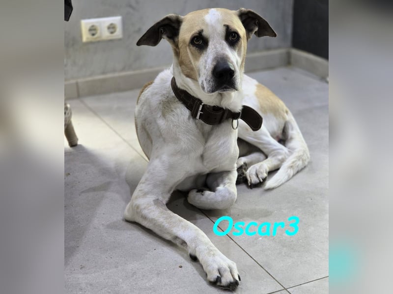 NOTFALL Oscar3 geb. 12/2020 (in Deutschland) - ausgeglichener Griechischer Herdenschutzhund Mix!