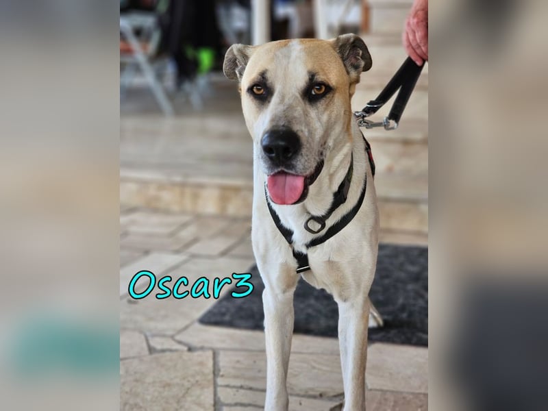 DRINGEND! Oscar3 geb. 12/2020 (in Deutschland) - ausgeglichener Griechischer Herdenschutzhund Mix!