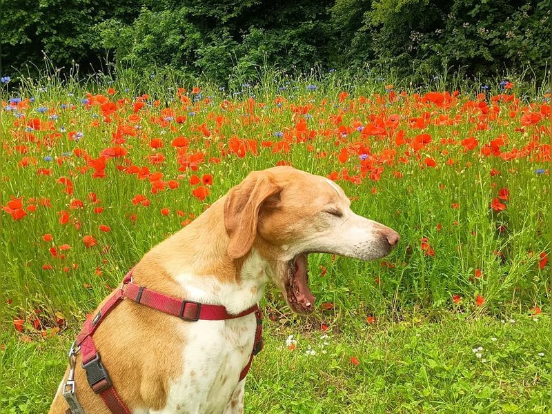 ♥BEAU♥ verliert sein Zuhause in GE-verschmuster, ganz fitter,gut erzogener Labrador-PointerRüde 63cm