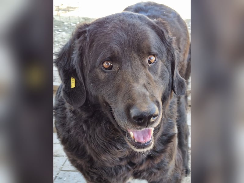 ♥BRAVEHEART♥ so menschenbezogener, dankbarer großer Rüde - ein Lämmchen im Hundekörper 65 cm