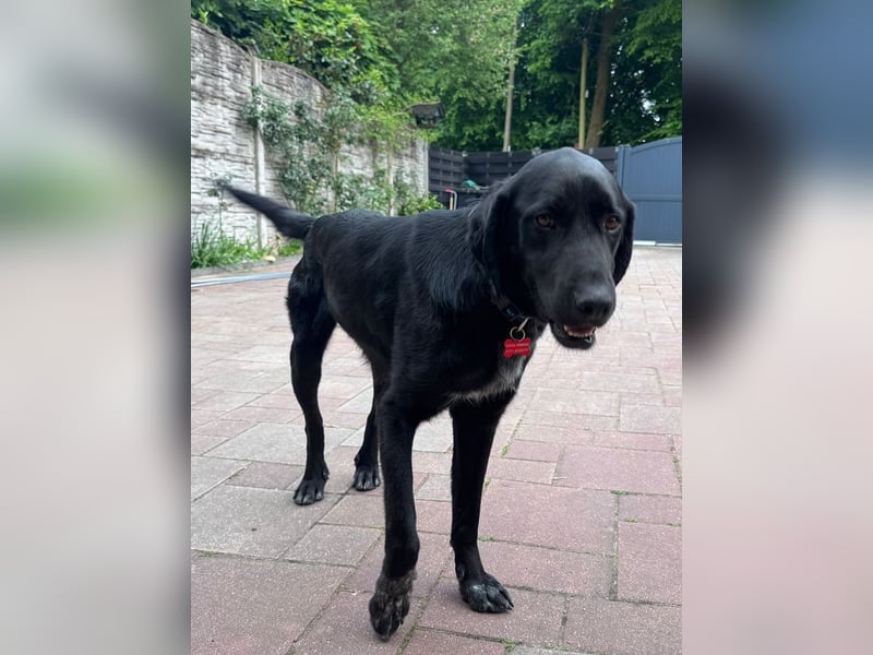 ♥OBELIX♥ neu auf Pflegestelle bei Köln - verschmuster, wahnsinnig toller Traumhund 62 cm