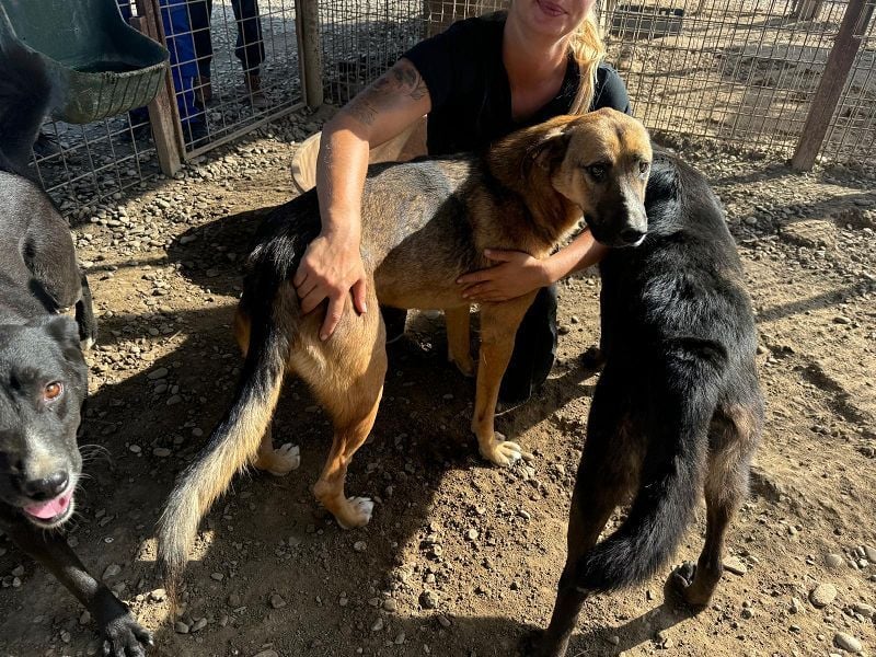 ♥KASPER♥ verschmuster, sehr menschenbezogener Rüde; er möchte so gerne die Welt kennenlernen 62 cm