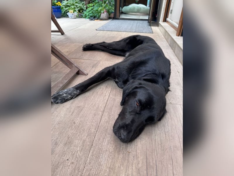 ♥OBELIX♥ neu auf Pflegestelle bei Köln - verschmuster, wahnsinnig toller Traumhund 62 cm