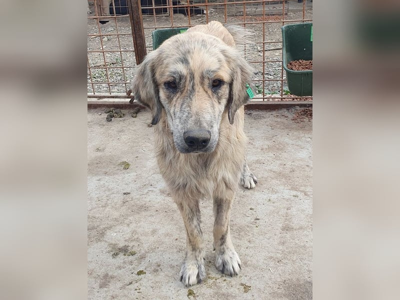 ♥ANNA♥ wunderschöne, große, sanfte und ruhige Hündin 63 cm