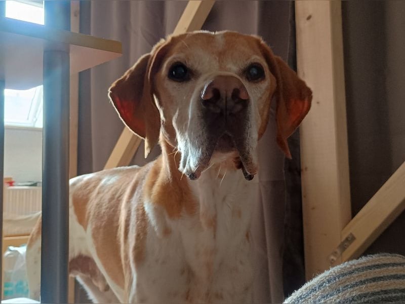 ♥BEAU♥ verliert sein Zuhause in Gelsenk-verschmuster, fitter,gut erzogener Labrador-PointerRüde 63cm