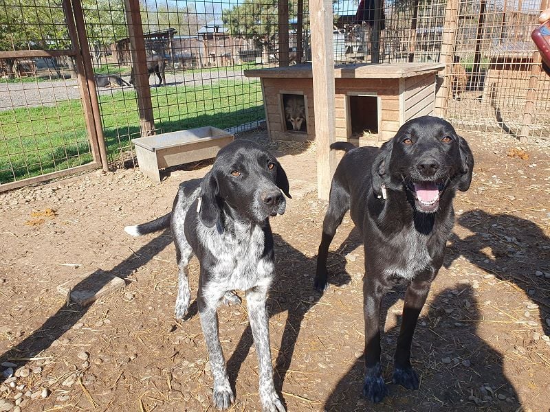 ♥OBELIX♥ ganz menschenbezogener und zutraulicher Pointer-Mix-Junghund 61 cm