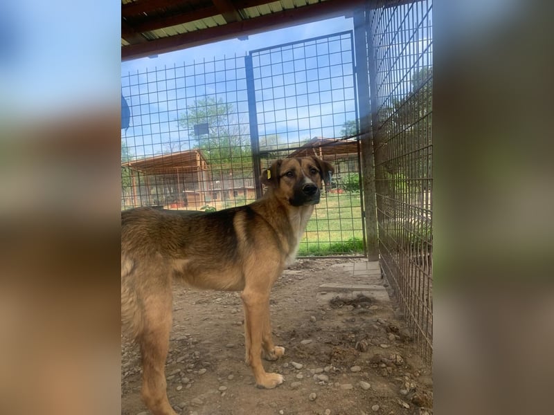 ♥KASPER♥ verschmuster, sehr menschenbezogener Rüde; er möchte so gerne die Welt kennenlernen 62 cm