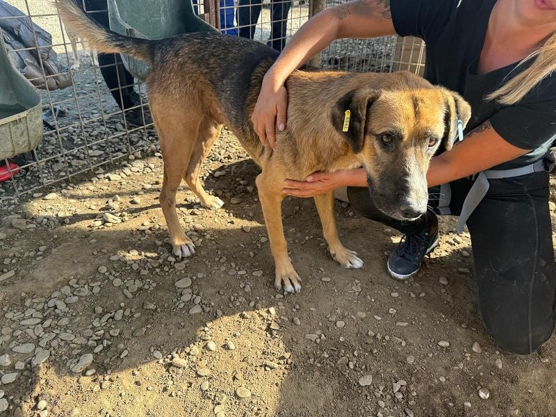 ♥KASPER♥ verschmuster, sehr menschenbezogener Rüde; er möchte so gerne die Welt kennenlernen 62 cm