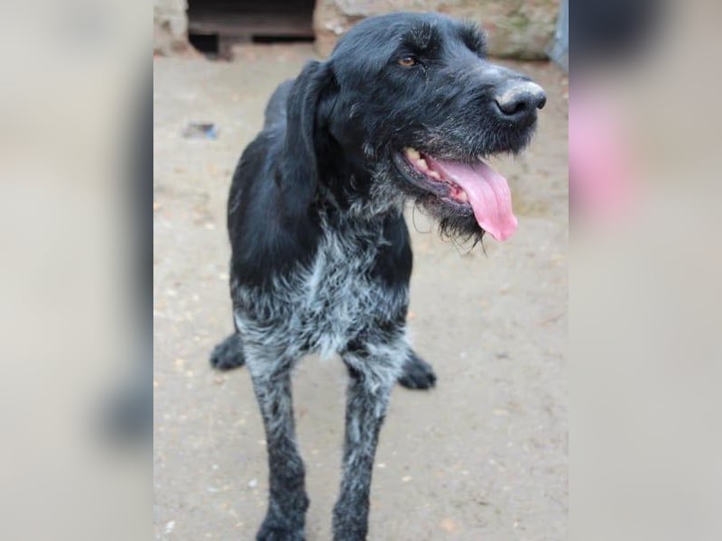 Notfell ⭐️HARRY⭐️, Deutsch-Drahthaar-Mix, Rüde, 9 Jahre, 63 cm, Mischling, Tierschutz Rumänien