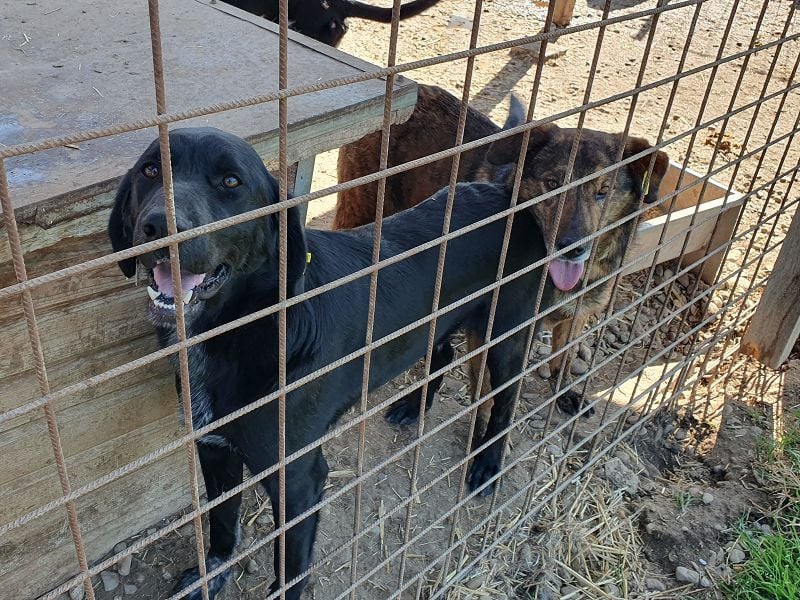 ♥OBELIX♥ ganz menschenbezogener und zutraulicher Pointer-Mix-Junghund 61 cm