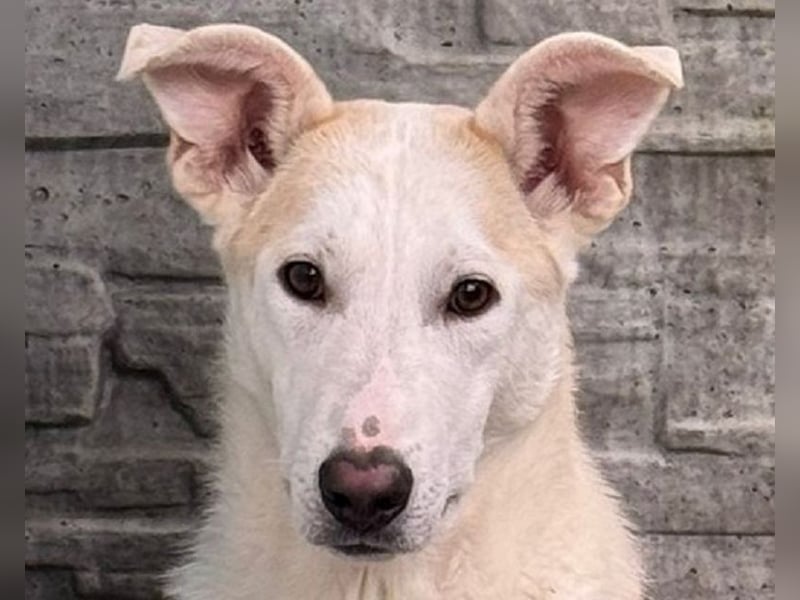 ♥SEPPI♥ auf Pflegestelle bei Köln - süßer, ganz lieber, etwas unsicherer Junior 63 cm