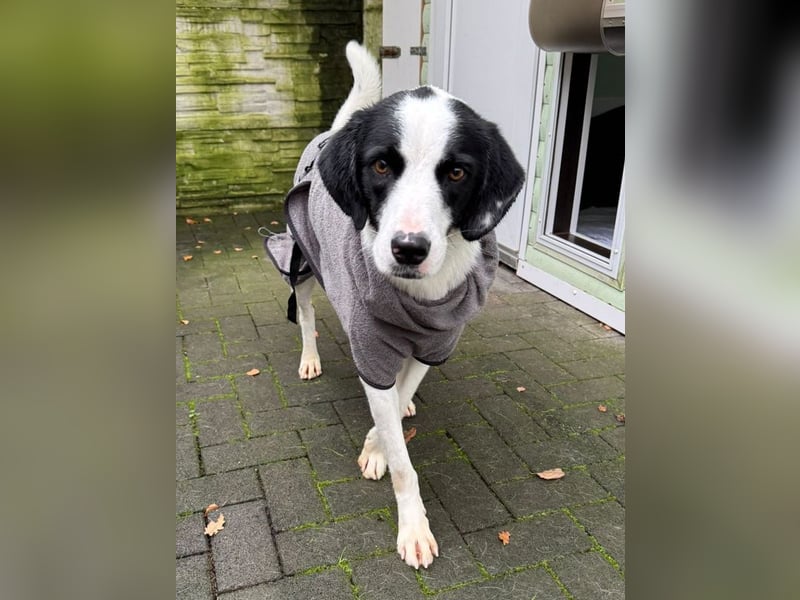 ♥NEISHA♥ neu auf Pflegestelle bei Köln - wunderbare, sanfte, verschmuste Hündin 63 cm