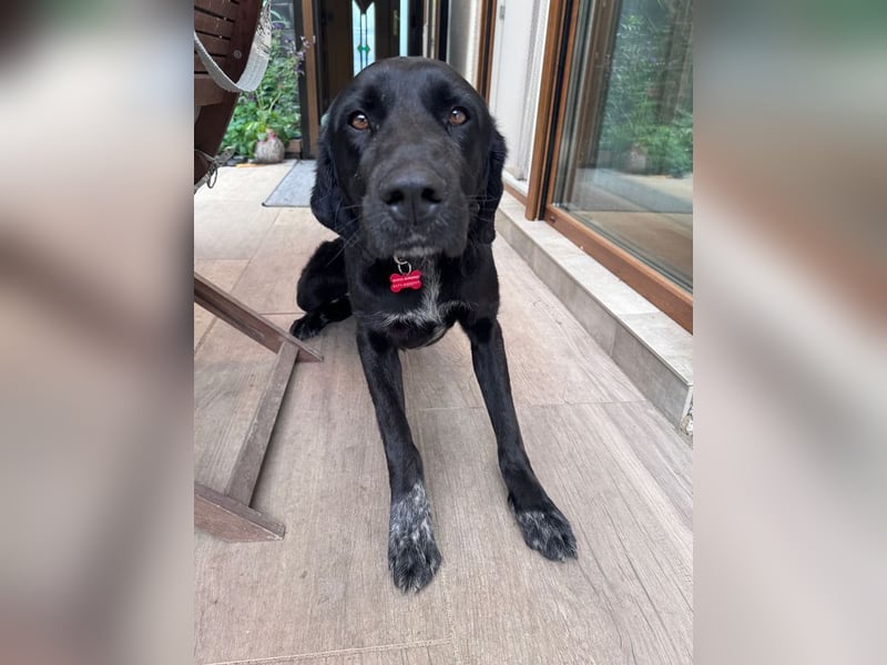 ♥OBELIX♥ neu auf Pflegestelle bei Köln - verschmuster, wahnsinnig toller Traumhund 62 cm
