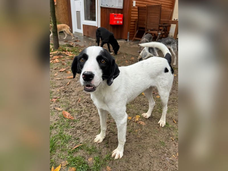 ♥NEISHA♥ neu auf Pflegestelle bei Köln - wunderbare, sanfte, verschmuste Hündin 63 cm