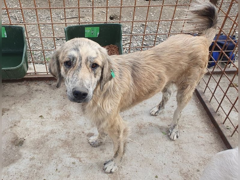 ♥ANNA♥ wunderschöne, große, sanfte und ruhige Hündin 63 cm