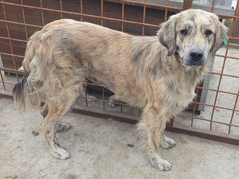 ♥ANNA♥ wunderschöne, große, sanfte und ruhige Hündin 63 cm