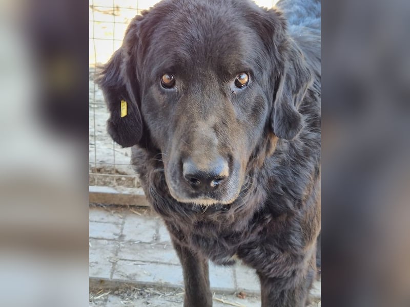 ♥BRAVEHEART♥ so menschenbezogener, dankbarer großer Rüde - ein Lämmchen im Hundekörper 65 cm