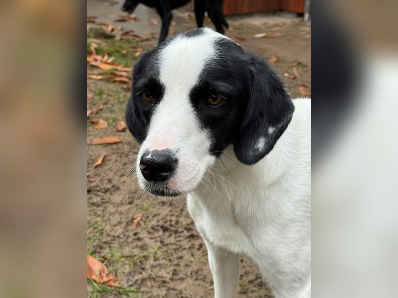 ♥NEISHA♥ neu auf Pflegestelle bei Köln - wunderbare, sanfte, verschmuste Hündin 63 cm