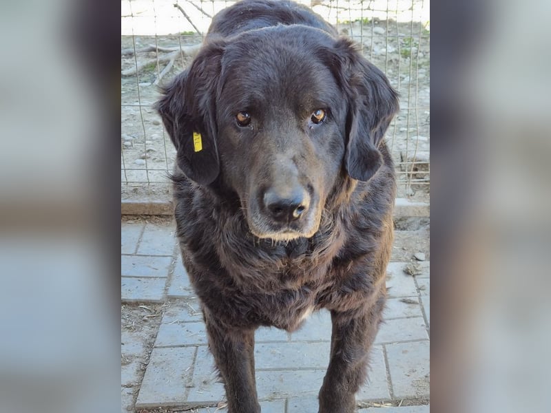 ♥BRAVEHEART♥ so menschenbezogener, dankbarer großer Rüde - ein Lämmchen im Hundekörper 65 cm