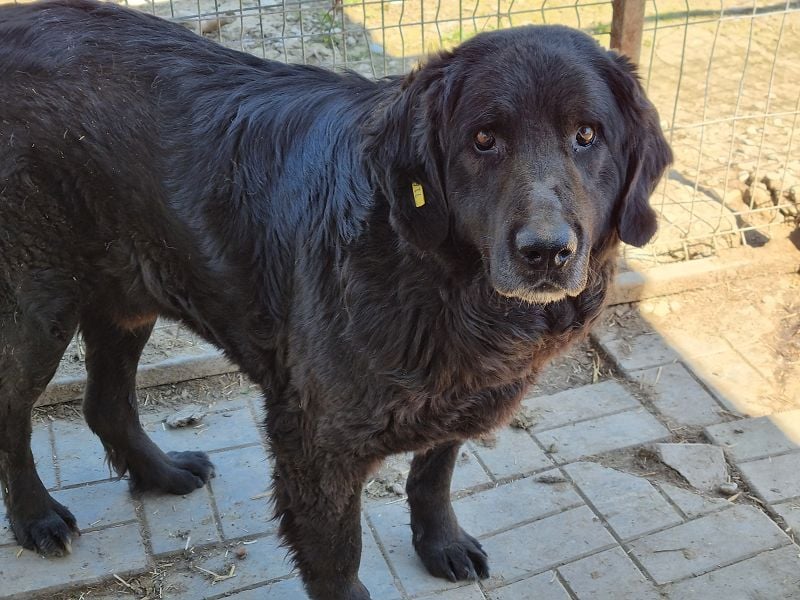 ♥BRAVEHEART♥ so menschenbezogener, dankbarer großer Rüde - ein Lämmchen im Hundekörper 65 cm