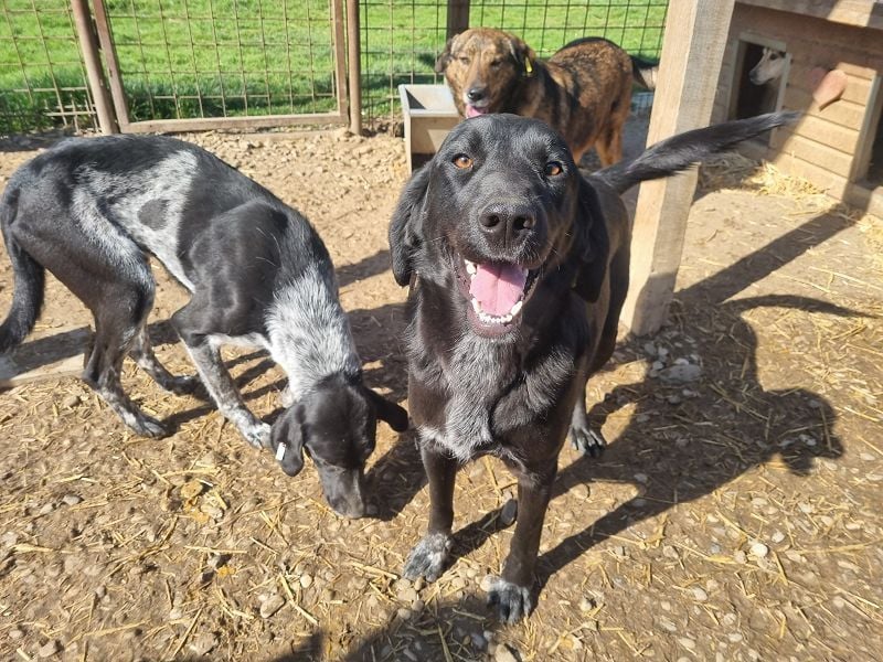 ♥OBELIX♥ ganz menschenbezogener und zutraulicher Pointer-Mix-Junghund 61 cm