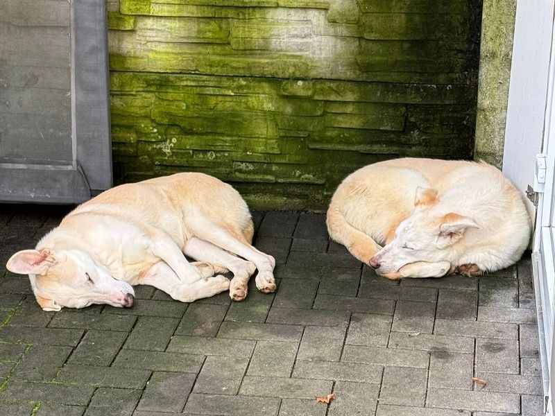 ♥SEPPI♥ auf Pflegestelle bei Köln - süßer, ganz lieber, etwas unsicherer Junior 63 cm