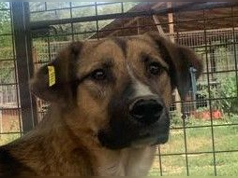 ♥KASPER♥ verschmuster, sehr menschenbezogener Rüde; er möchte so gerne die Welt kennenlernen 62 cm