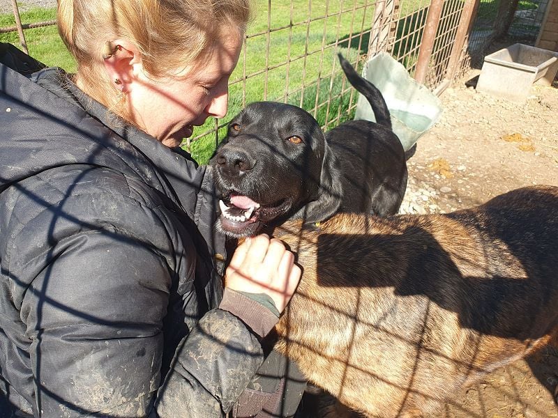 ♥OBELIX♥ ganz menschenbezogener und zutraulicher Pointer-Mix-Junghund 61 cm