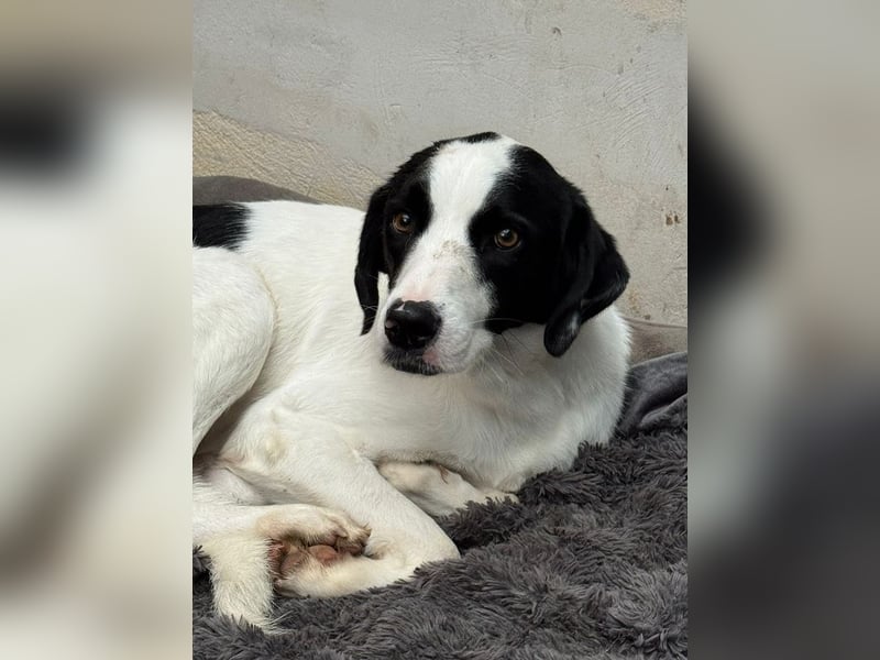 ♥NEISHA♥ neu auf Pflegestelle bei Köln - wunderbare, sanfte, verschmuste Hündin 63 cm