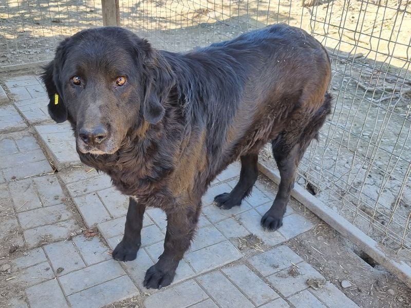 ♥BRAVEHEART♥ so menschenbezogener, dankbarer großer Rüde - ein Lämmchen im Hundekörper 65 cm