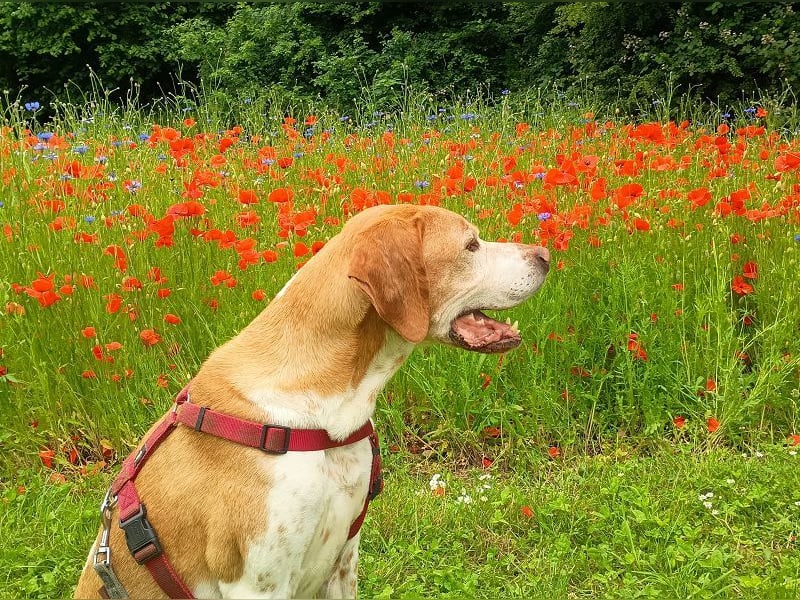 ♥BEAU♥ verliert sein Zuhause in GE-verschmuster, ganz fitter,gut erzogener Labrador-PointerRüde 63cm