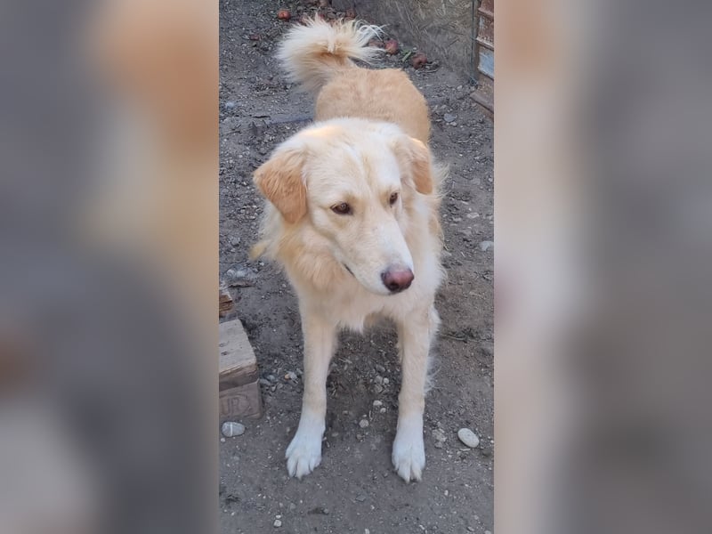 ⭐️CEDRIC⭐️, Goldschatz, Rüde, 3,5 Jahre, 60 cm, Mischling, Tierschutz Rumänien